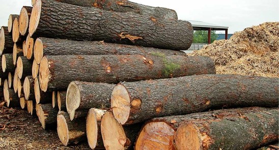 Wooden logs from New Zealand to arrive in Indian Ports soon