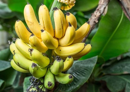India sets an Export target of 1 billion dollars for bananas