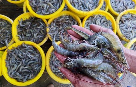 US shrimp imports surged 27 percent year over year in November 2023