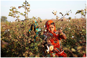 Cotton procurement policies adversely affect the yarn industry