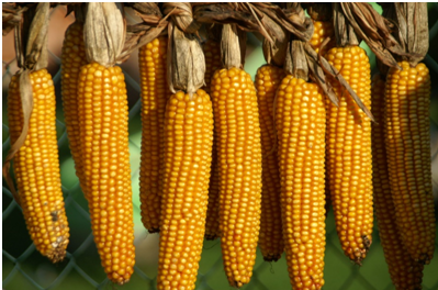 Poultry industry urges govt to allow maize imports