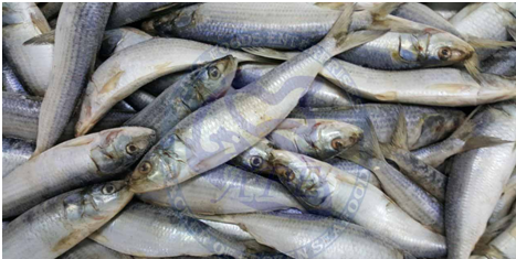 Pakistan’s Seafood exports to China surge by 13%