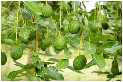 Kakuzi’s first avocado shipment to India
