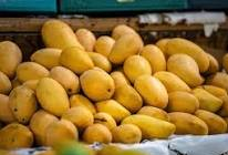 Karnataka Mango exporters face headwinds: low yield and surge in freight