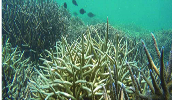 Marine heatwave scorches pristine coral reefs of Lakshadweep