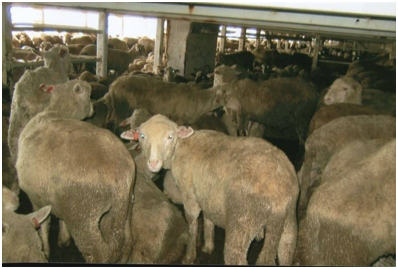 Australia announces Date for End of Live Sheep Exports 1 May 2028