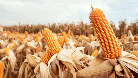 India’s maize exports decline sharply on higher domestic demand