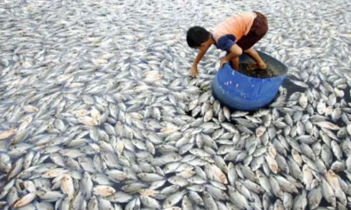 Centre Approves Fish Imports from Bangladesh via Dawki Land Port