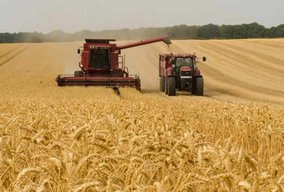 Adverse weather conditions cause damage to wheat crop quality: agri-ministry