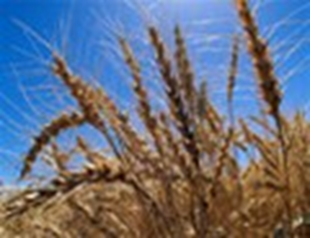 European Wheat Prices Climb on U.S. Market Strength, China Deal Speculation