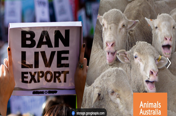 After Iranian Attack, Activists Renew Push for Live Export Ban