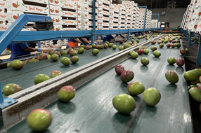 New post-harvest solution reduces reliance on conventional chemical fungicides and doubles shelf life