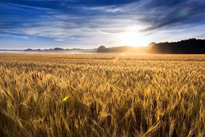 Wheat, corn and soy futures fall on U.S.-Iran deal news