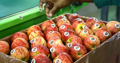 South Africa’s Apple Exports to India under Threat as Tariff Gap Widens