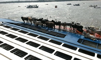 Livestock carriers remain shipping’s worst-performing fleet