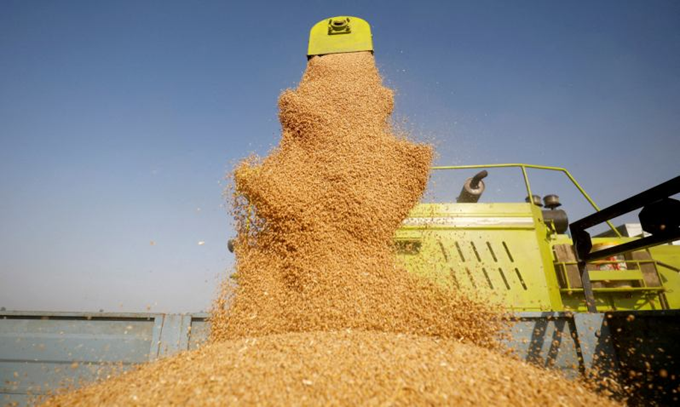 SABIL Completes First Wheat Shipment Unloading at NEOM Port, Strengthening Saudi Grain Supply Chain