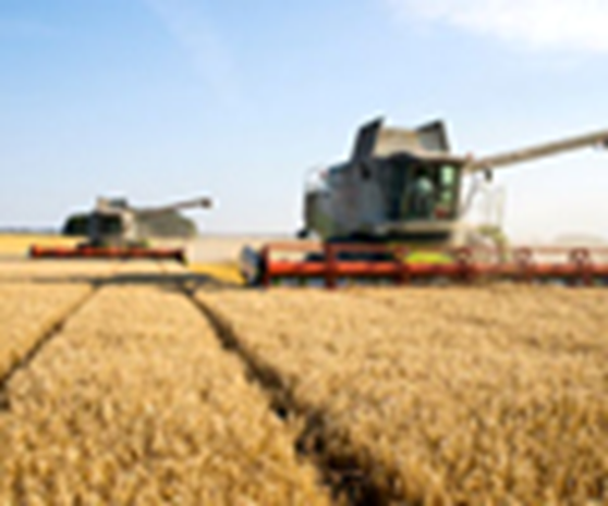 CBOT wheat hits six-week high ahead of USDA crop report