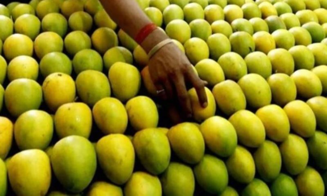 UAE Remains Top Market for Indian Mango Exports as Andhra Varieties Gain Global Popularity