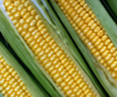 Black Sea tensions lift Turkish corn prices ahead of harvest