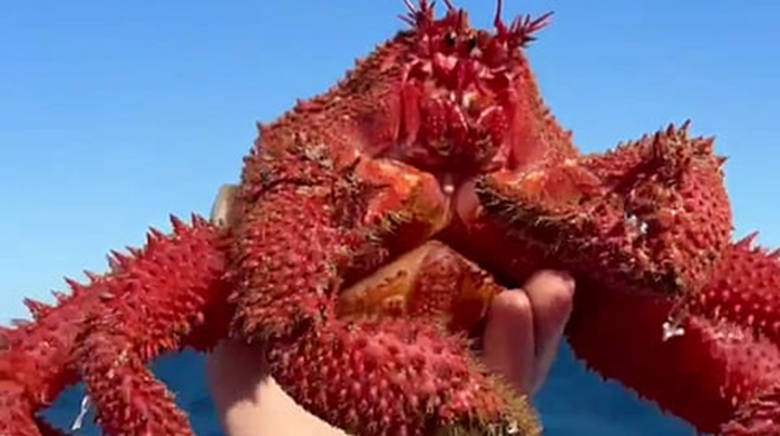 Rare Red Crab Species Discovered Off Western Australia
