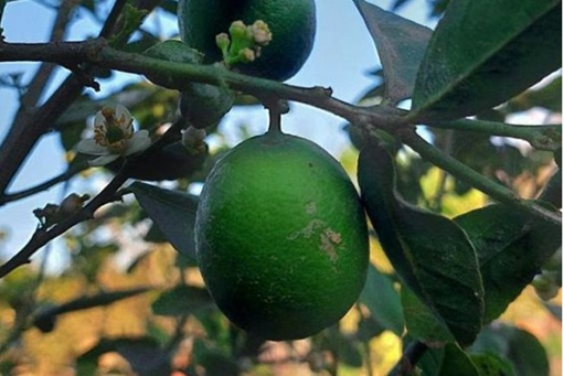 Egypt registers seedless lemon variety with thornless trees