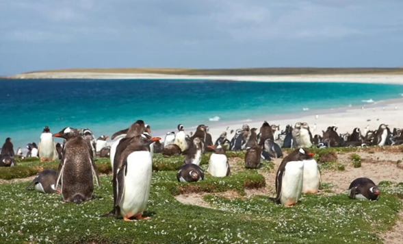 Chile opens new shipping link to Falkland Islands
