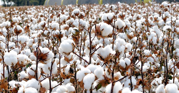 Duty-Free Cotton Imports May Continue Through December as Crop Outlook Weakens